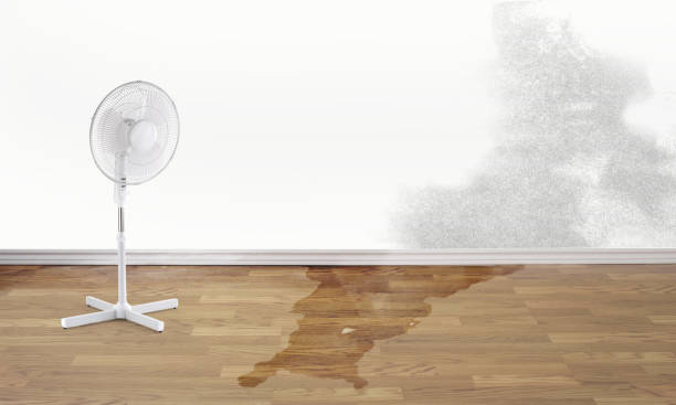 Best Mold removal after water damage  in Haw River, NC