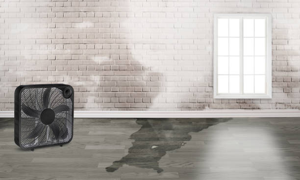 Best Mold removal after water damage  in Haw River, NC